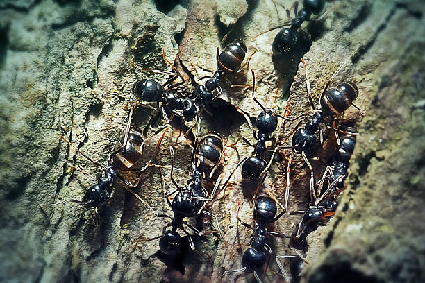 A lot of ants