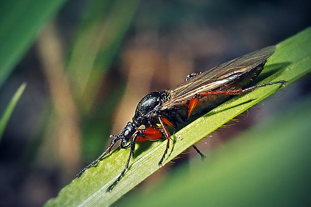 Bibio pomonae Female Bibionidae Insect. Digitally Enhanced Photograph.