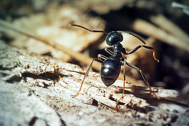 Lasius fuliginosus Jet Black Ant Insect. Digitally Enhanced Photograph.