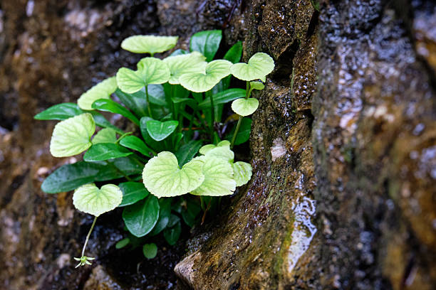Delicate green plants emerge from the cracks of a moist, textured rock face, symbolizing resilience and natural renewal. The scene highlights the quiet beauty and persistence of life in a damp forest microclimate.