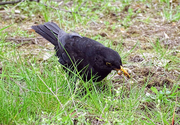 istock Blackbird in Romania. Turdus merula 2212339652