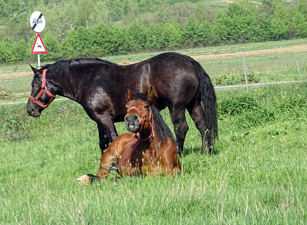 istock Two horses on the meadow. In Romania 2212339656