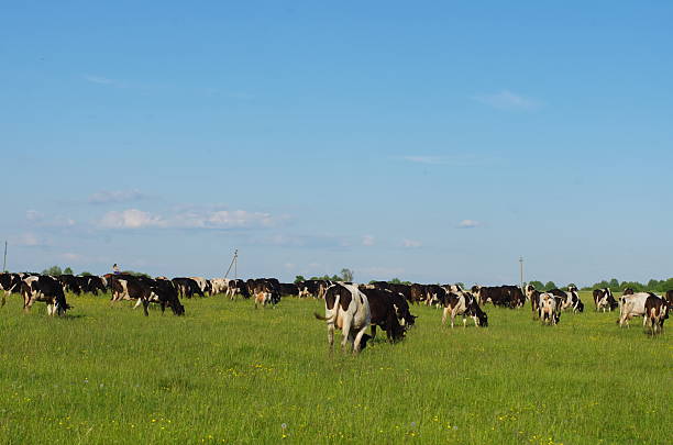 istock Many dairy cows graze on a green field under a blue sky 2212339725