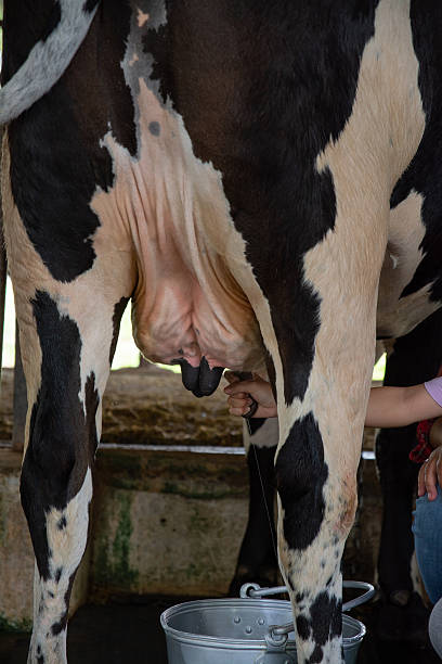 istock Farmer are  milking a cows by hand. 2212340929
