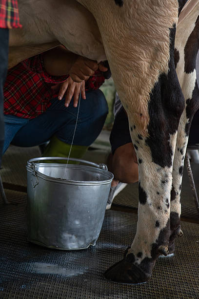istock Farmer are  milking a cows by hand. 2212341182