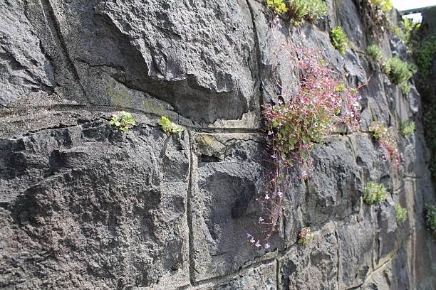 istock Sunlight dances on a textured stone wall adorned with vibrant greenery and delicate flowers, showcasing nature's beauty in an urban landscape 2212341855