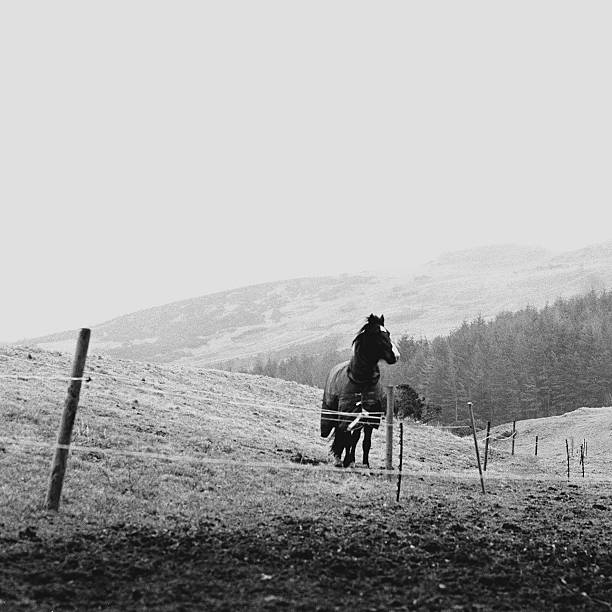 friesian stallion in field