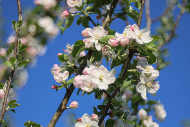 Beautiful white and pink apple fruit tree blossoms in the springtime sunshine with bright blue sky as a background