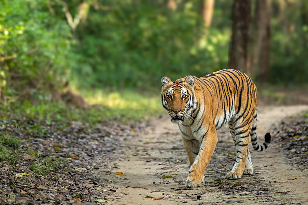 wildes weibchen, bengalischer tiger oder panthera tigris, der während des morgendlichen revierstreifens mit dem kopf auf dem safari-pfad spazieren geht und in der dhikala-zone des jim-corbett-nationalparks waldreservat uttarakhand, indien - jim corbett nationalpark stock-fotos und bilder