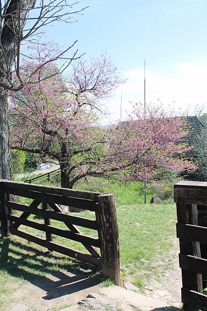 Colorful cherry blossoms adorn the landscape, framed by a charming wooden gate that leads to a peaceful meadow. It is a beautiful spring day filled with vibrant greenery and floral beauty.
