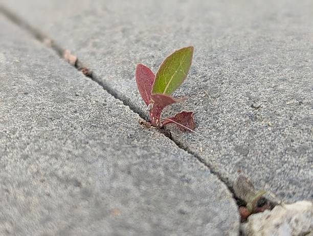 Tiny sprout emerges defiantly from a crack in the concrete during a sunny afternoon in a bustling urban environment, symbolizing nature's resilience and beauty in unexpected places