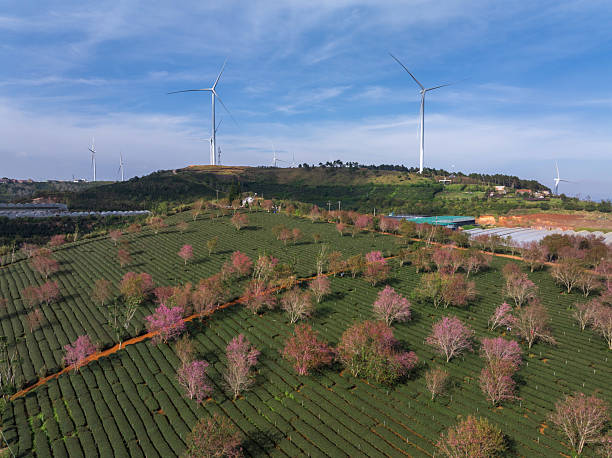istock Wind turbines on Cau Dat tea hill 2212346731
