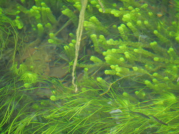 istock clean river with vibrant underwater plants 2212348839