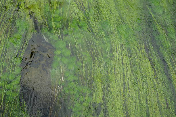Leaves in the River