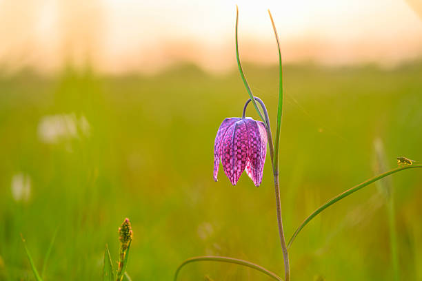 Snake's Head Fritillary (Fritillaria meleagris) in a meadow during a beautiful springtime day in the delta of the river Vecht in Overijssel, The Netherlands.