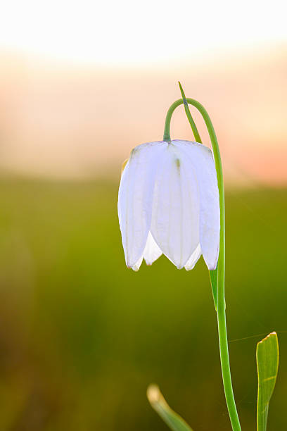 Snake's Head Fritillary (Fritillaria meleagris) in a meadow during a beautiful springtime day in the delta of the river Vecht in Overijssel, The Netherlands.