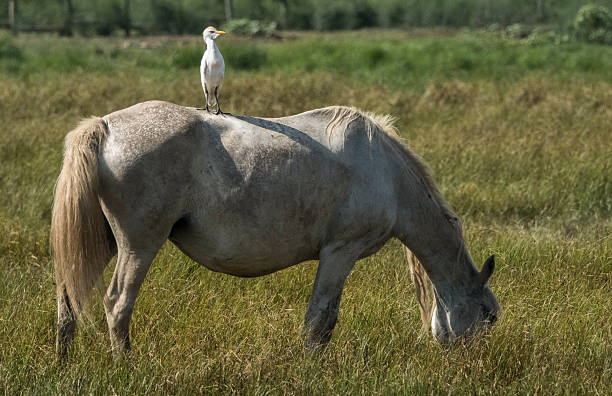 Ox egret on horse. Bird with a disheveled crest. Fun and cute animal photography. High quality photo