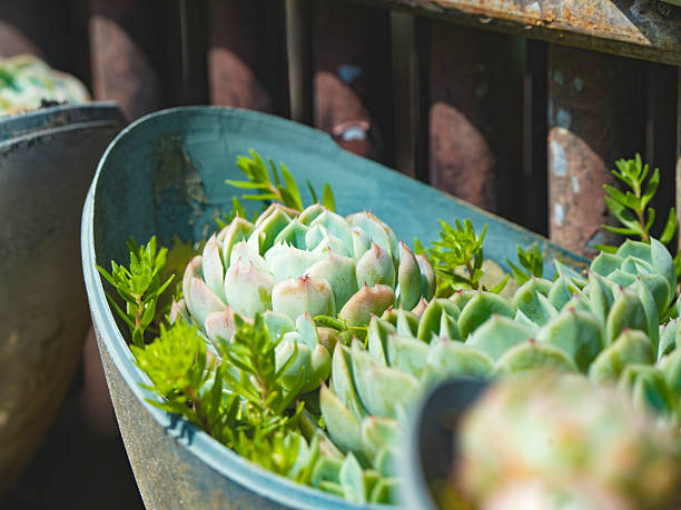 close up of succulents plants