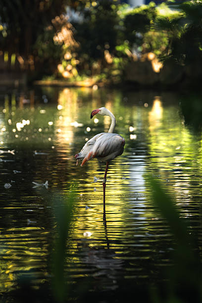 Flamingo in pond, moody light, Hong Kong