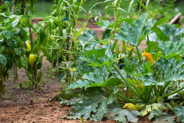 Small organic garden in the backyard.