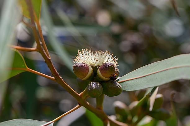 istock Eucalyptus Flowers and Leaves in Cyprus 2212351244