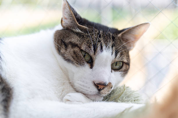istock Cute cat relaxing by the window 2212352063