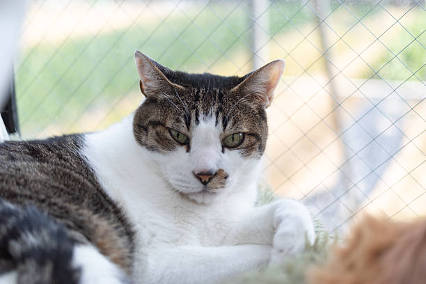 istock Cute cat relaxing by the window 2212352103