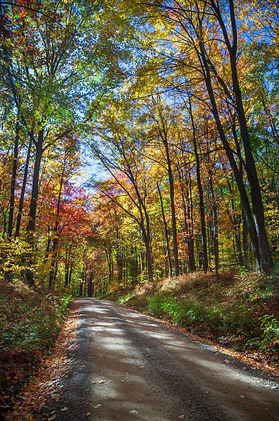 istock Road through Allegheny National Forest in Pennsylvania 2212353224