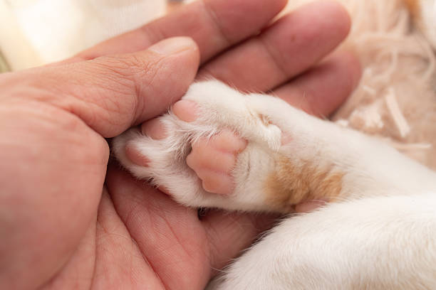 istock Person touching cute cat's paw 2212353253