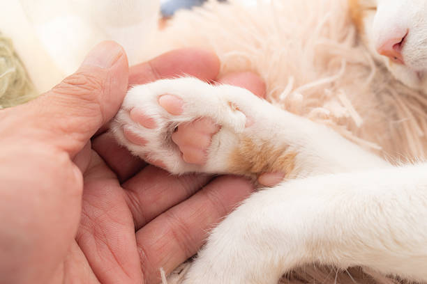 Person touching cute cat's paw