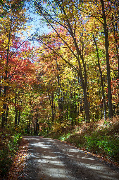 istock Road through Allegheny National Forest in Pennsylvania 2212353271