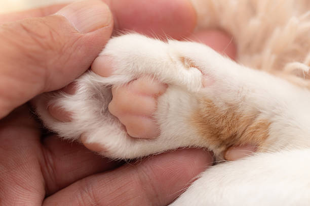 istock Person touching cute cat's paw 2212353286