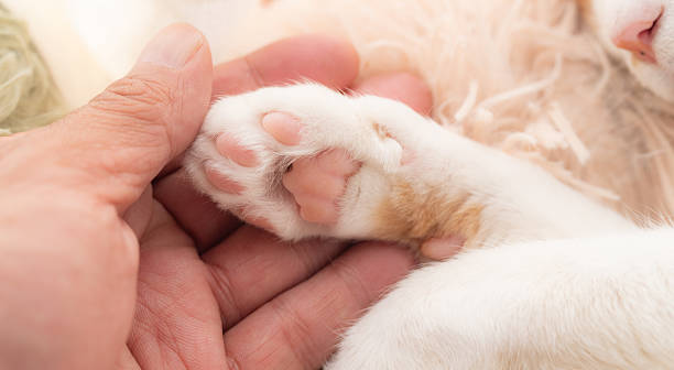 istock Person touching cute cat's paw 2212353323
