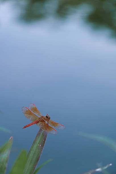 istock Red dragonfly is resting on the grass 2212356632