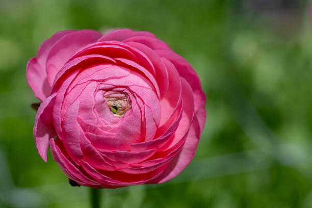 Ranunculus. Beautiful pink ranunculus or buttercup flowers.