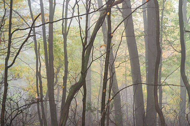 Foggy View through Autumn Fall Leaves at Allegheny National Forest, PA, USA