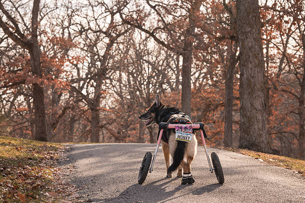 Portrait of a wheelchair mature man holding with a dog on the public park