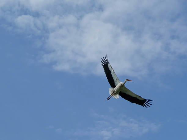 istock White stork flying with spread open wings on the blue sky, wildlife nature 2212358914