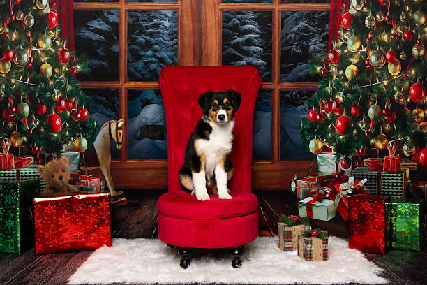 istock Australian Shepherd Dog Posing in a Festive Christmas Scene 2212359014