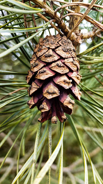 istock Close-up of Pine Cone and Green Needles on a Pine Tree 2212359409