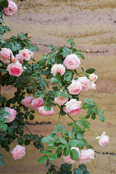 Beautiful pink Longsha gem Fujimoto rose bloom in early summer