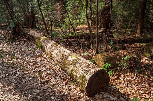 istock Forest Floor at Allegheny National Forest in Pennsylvania 2212362047