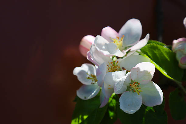 A close-up shot features delicate white apple blossoms with a pink tint and bright yellow stamens against a blurred dark brown background.