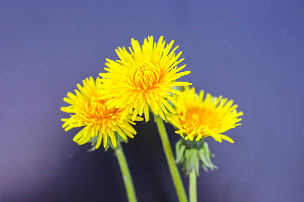 Beautiful yellow dandelions blooming in the sunny spring meadow. Natural springtime scenery of Latvia, Northern Europe.