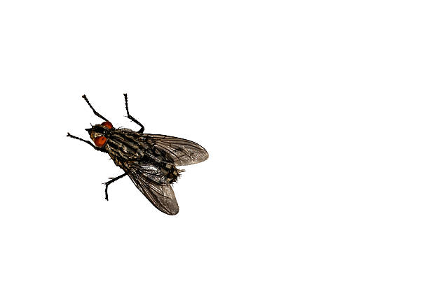 Close-up of a black fly