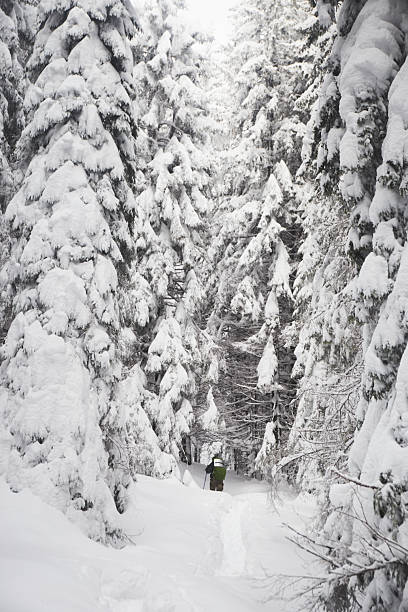 istock Snow-covered pine trees stand tall in a winter landscape under a cloudy sky, capturing the serene beauty of nature in the mountains. Carpathian Mountains, Ukraine 2212365716