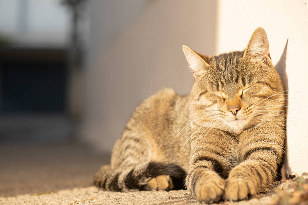 istock Cat relaxes peacefully in warm sunlight on a pathway during a calm afternoon outdoors 2212367628