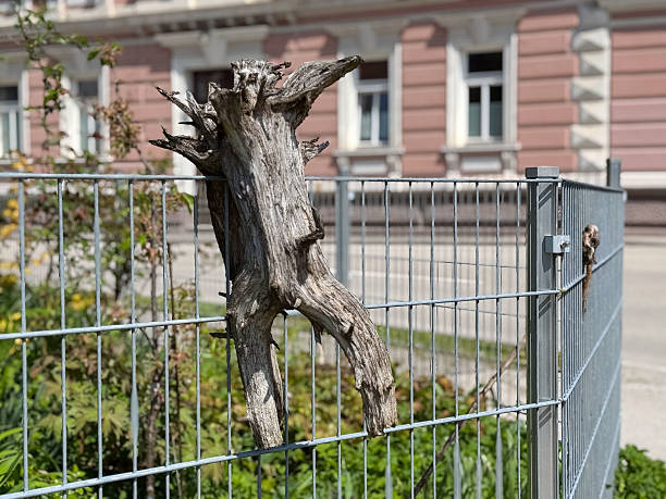 Weathered tree stump entrapped in metal fence in urban garden setting.