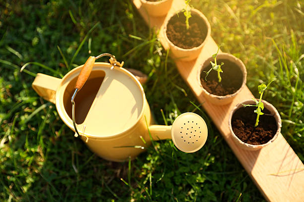 Potted seedlings and watering can on green grass outdoors, above view