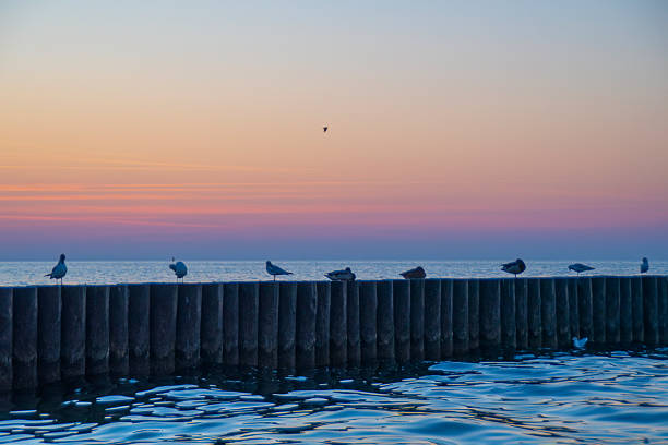 Sunset over sea background with empty space for text. Silhouettes of seabirds sitting on breakwater.